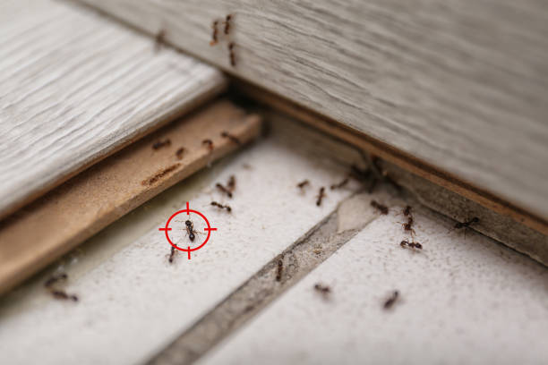 Best Commercial Pest Control Services  in Hidden Hills, CA